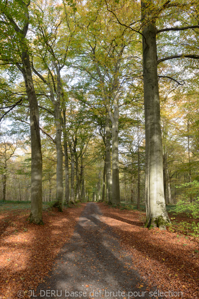 paysage automne